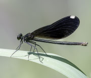 Damselfly